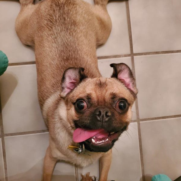 /images/uploads/pug nation rescue of los angeles/pugnation2024/entries/31037thumb.jpg